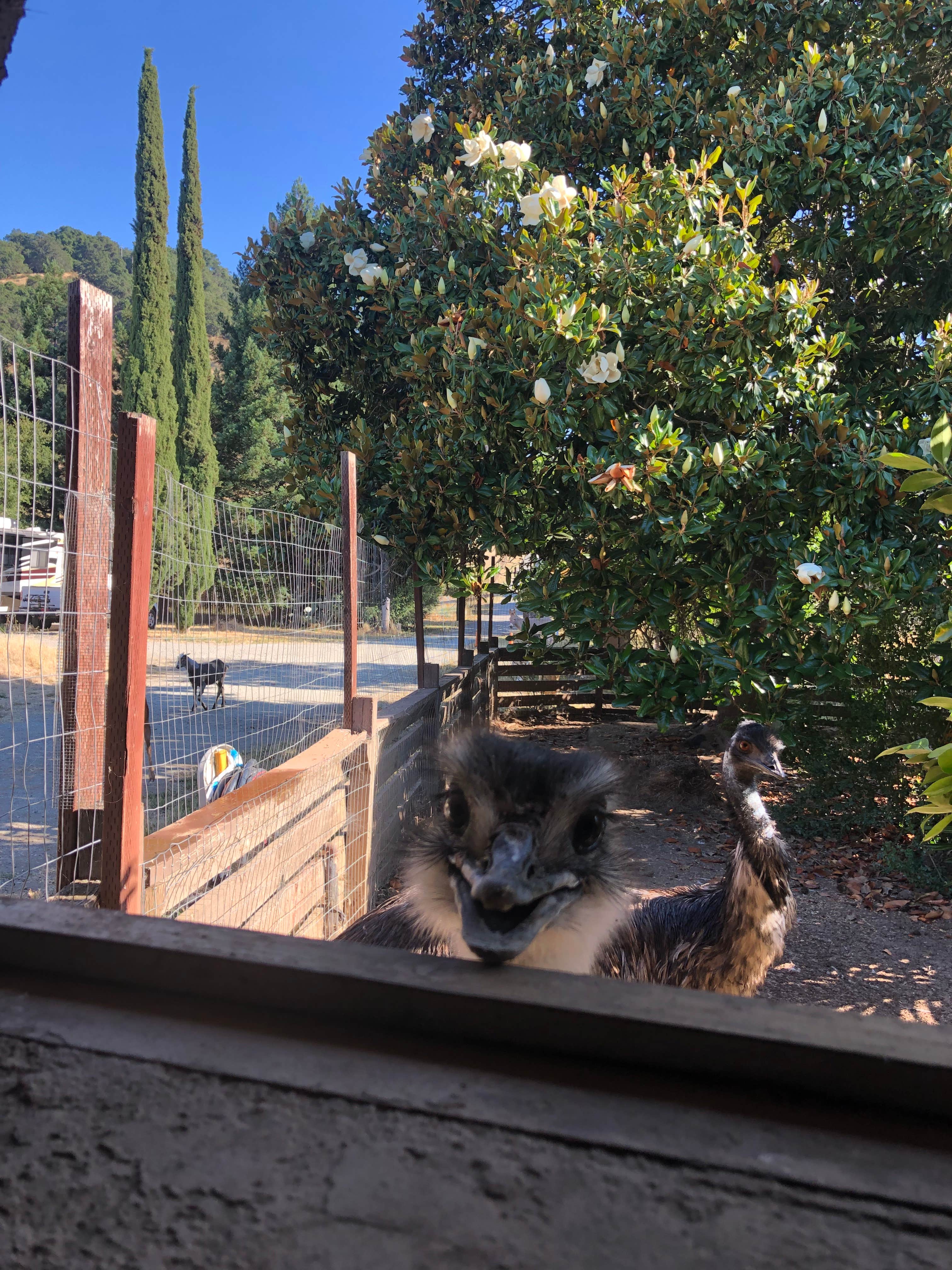 Camping near Coe Ranch Campground — Henry W. Coe State Park: Stepping Stone Farm, San Martin, California