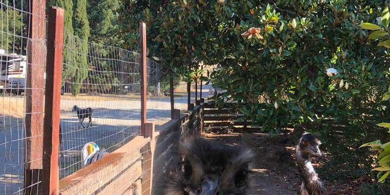 Camper submitted image from Stepping Stone Farm