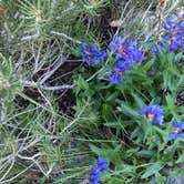 Review photo of Baker Creek Campground — Great Basin National Park by Deborah C., July 6, 2019