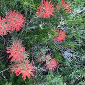 Review photo of Baker Creek Campground — Great Basin National Park by Deborah C., July 6, 2019