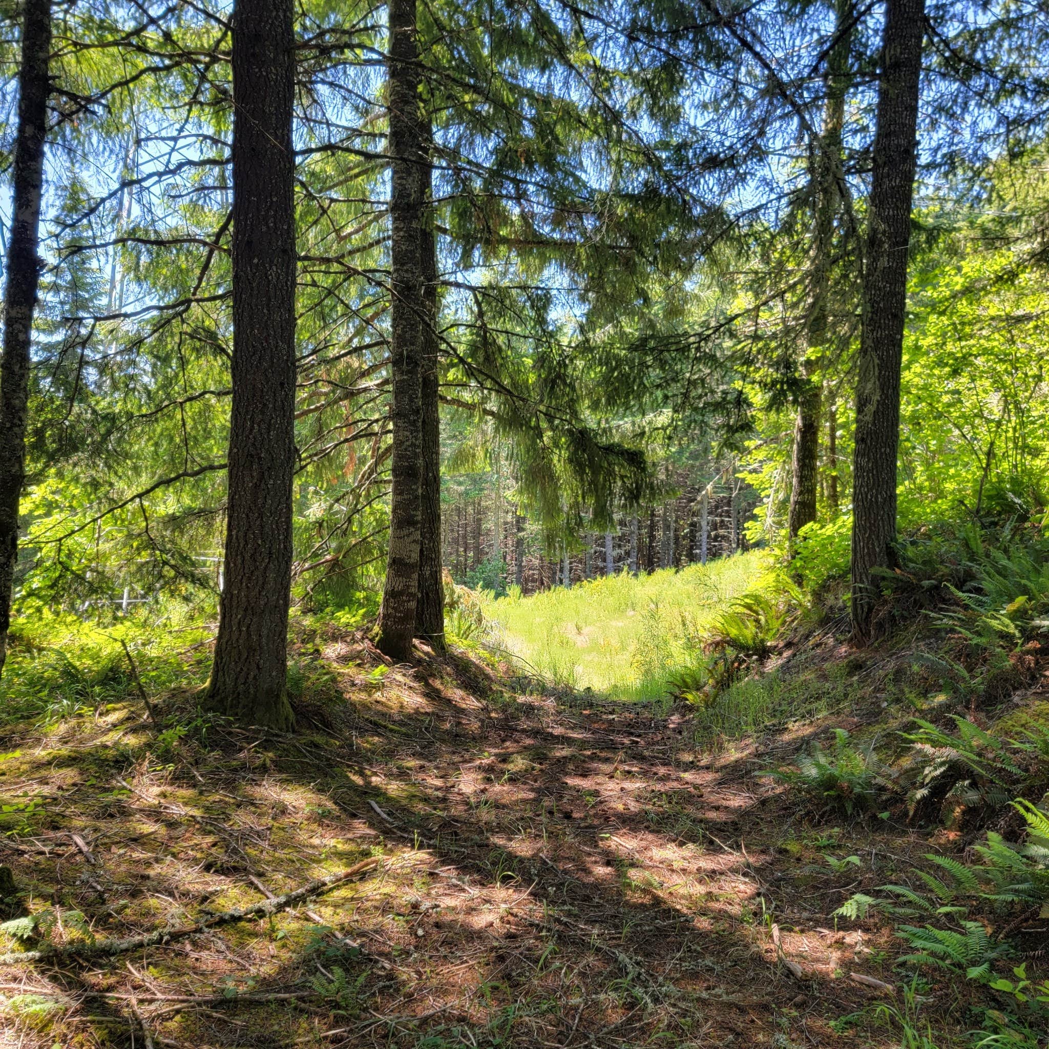 Camper-submitted photo at The Willamettans near Foster, OR