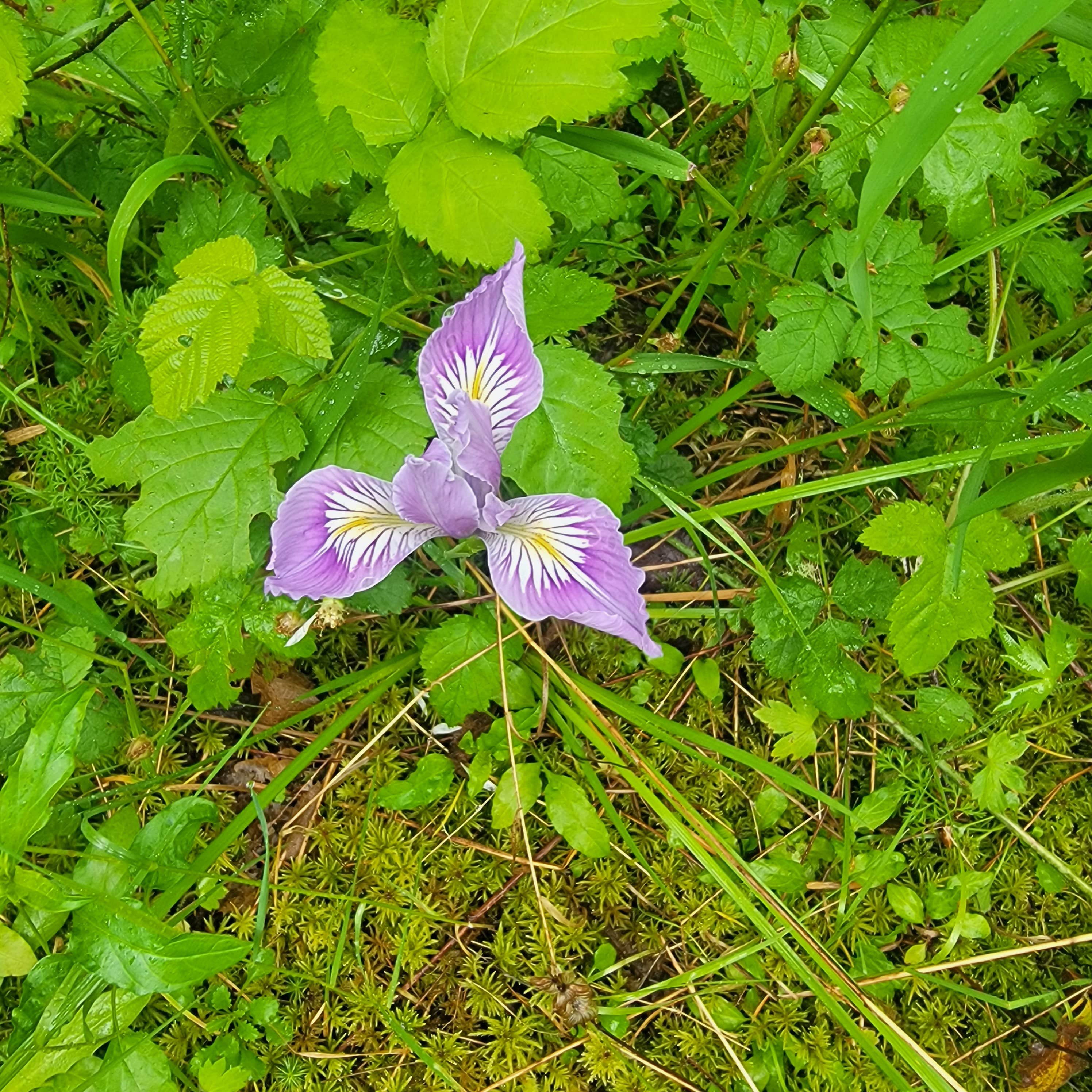 Camper-submitted photo at The Willamettans near Foster, OR
