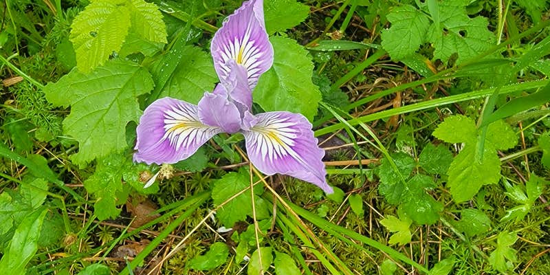 Camper submitted image from The Willamettans