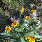 Review photo of Baker Creek Campground — Great Basin National Park by Deborah C., July 6, 2019