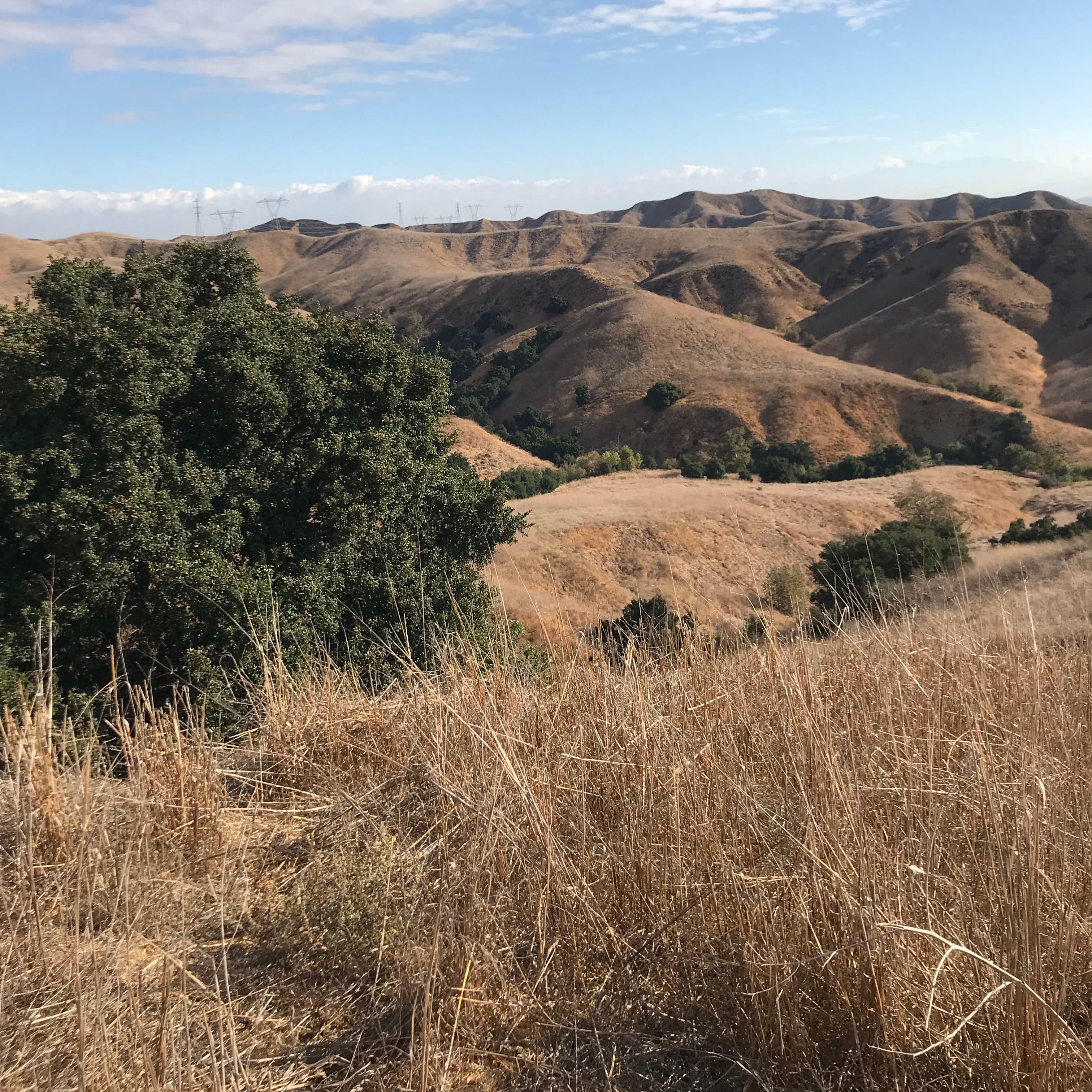 are dogs allowed at chino hills state park