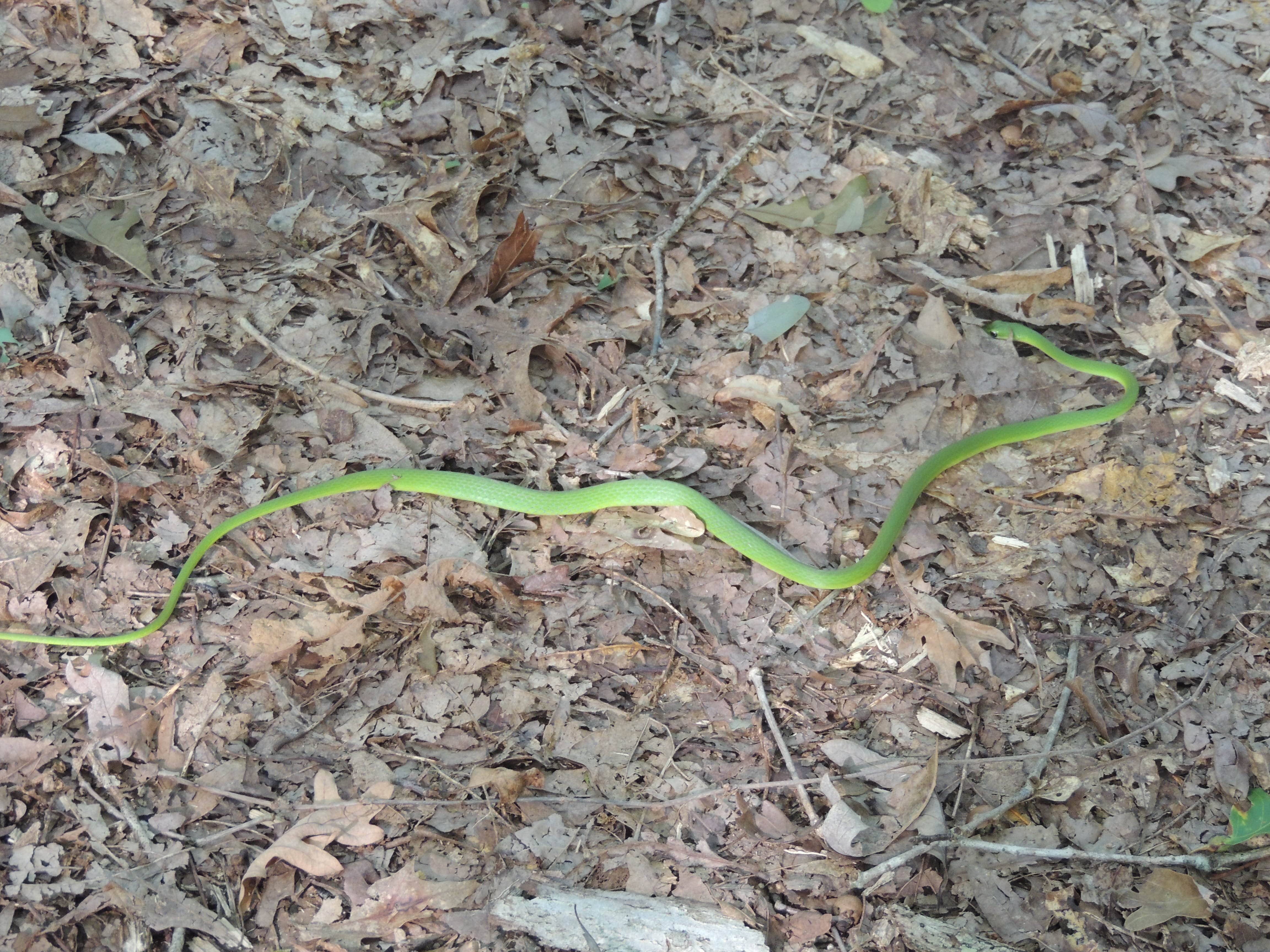 Camper-submitted photo at Meriwether Lewis Campground in Mississippi