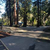 Review photo of Santa Cruz Redwoods RV Resort by Patrick J., March 12, 2025