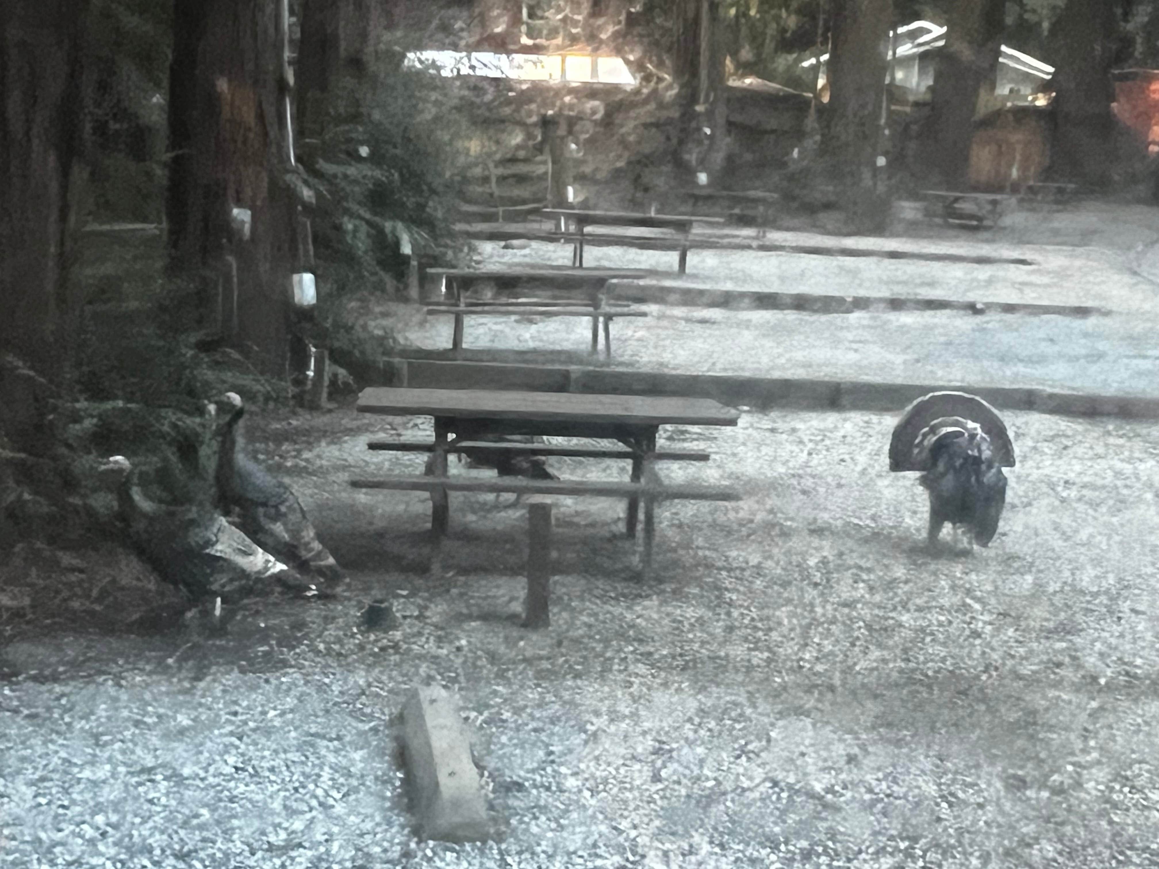 Patrick J.'s photo of camping with pets at Santa Cruz Redwoods RV Resort near San Jose, CA