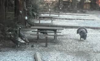 Patrick J.'s photo of camping with pets at Santa Cruz Redwoods RV Resort near Santa Cruz, CA