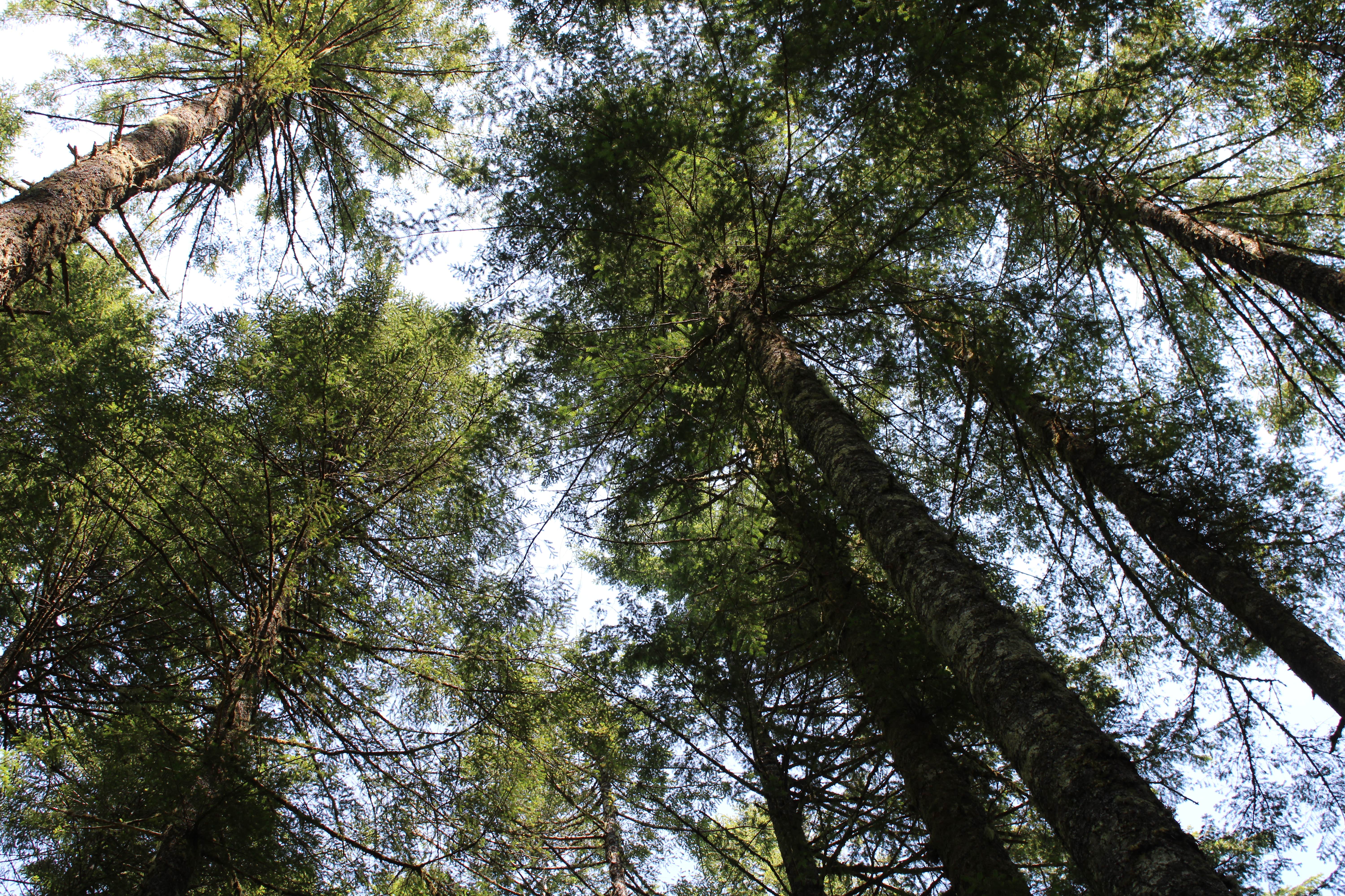 Camper-submitted photo at South Lake near Beaver, OR