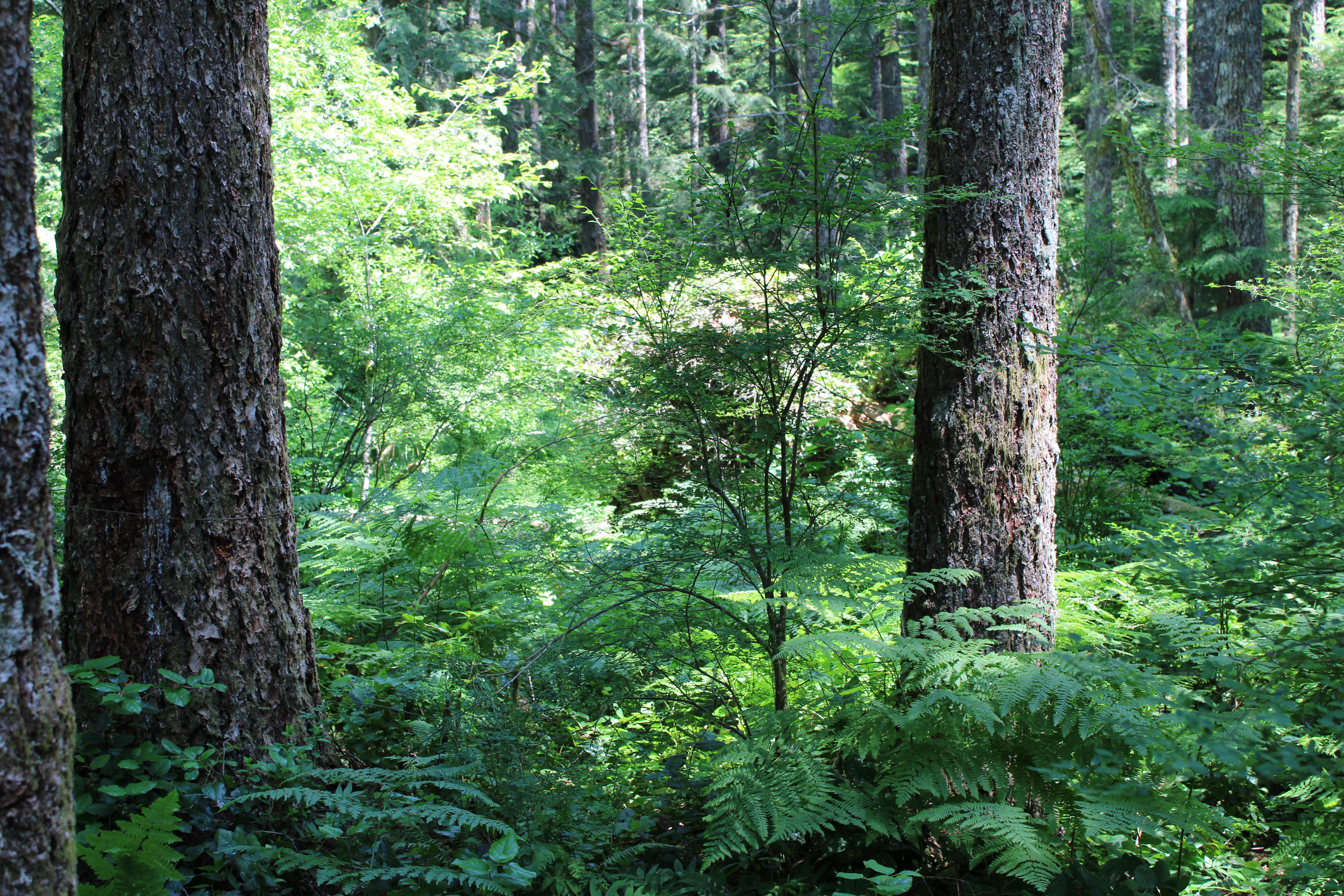 Camper-submitted photo at South Lake near Hillsboro, OR