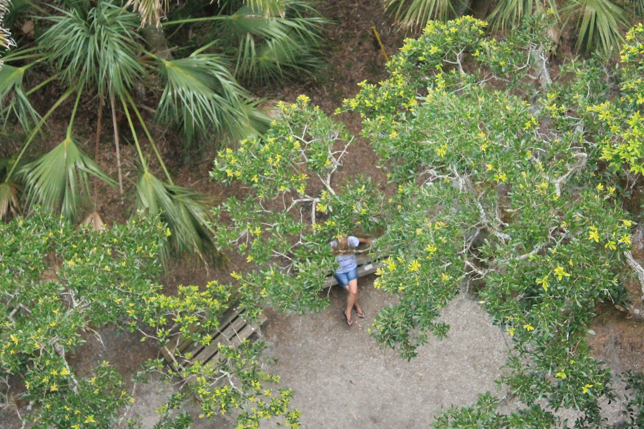 Camper submitted image from Palmetto Ridge Campground — Myakka River State Park - 4