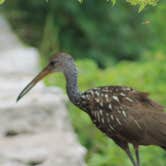 Review photo of Palmetto Ridge Campground — Myakka River State Park by Anthony S., September 17, 2016