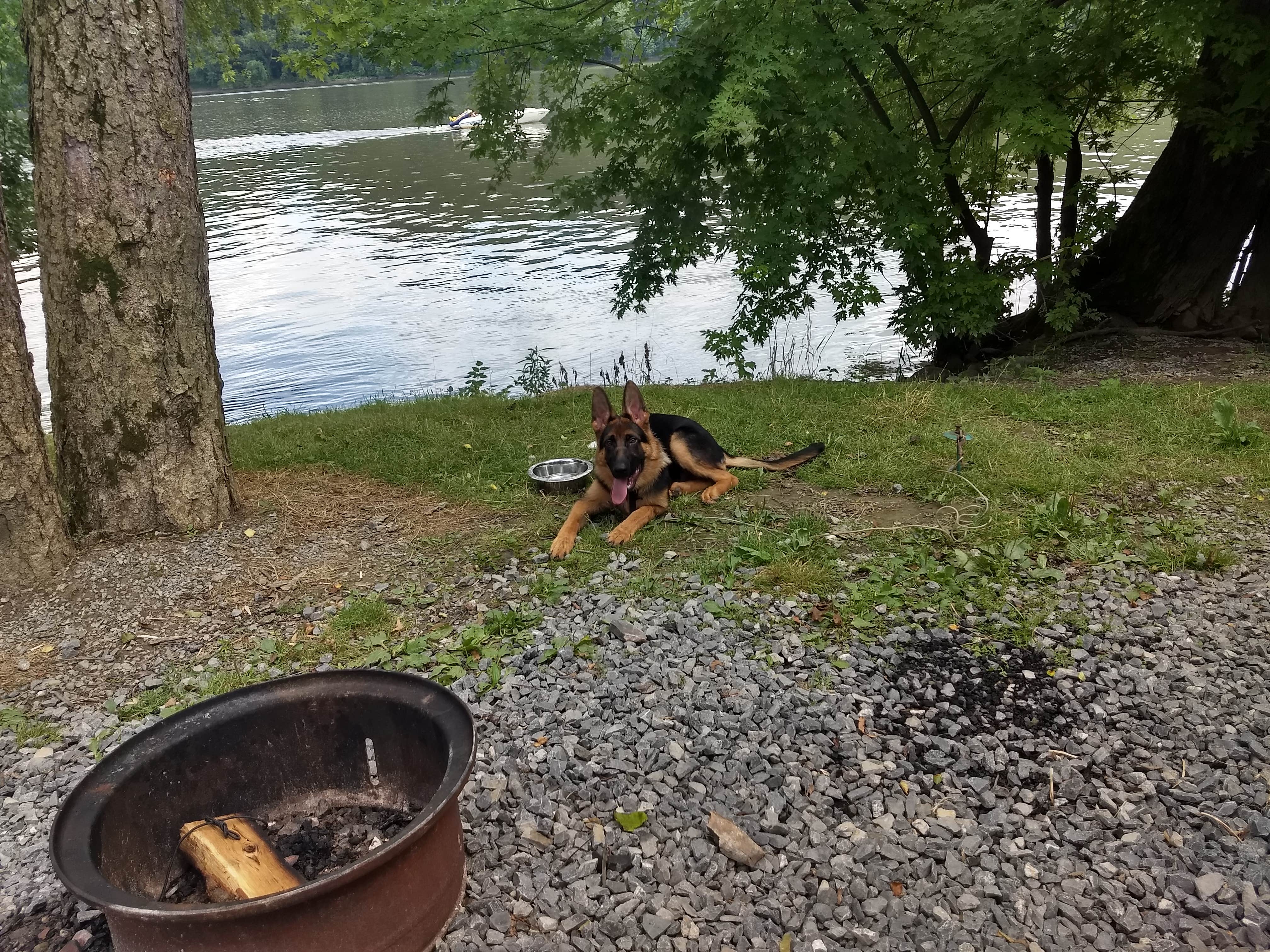Debbie W.'s photo of camping with pets at Splash Magic RV Resort near Bloomsburg, PA