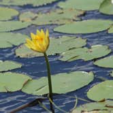 Review photo of Palmetto Ridge Campground — Myakka River State Park by Anthony S., September 17, 2016