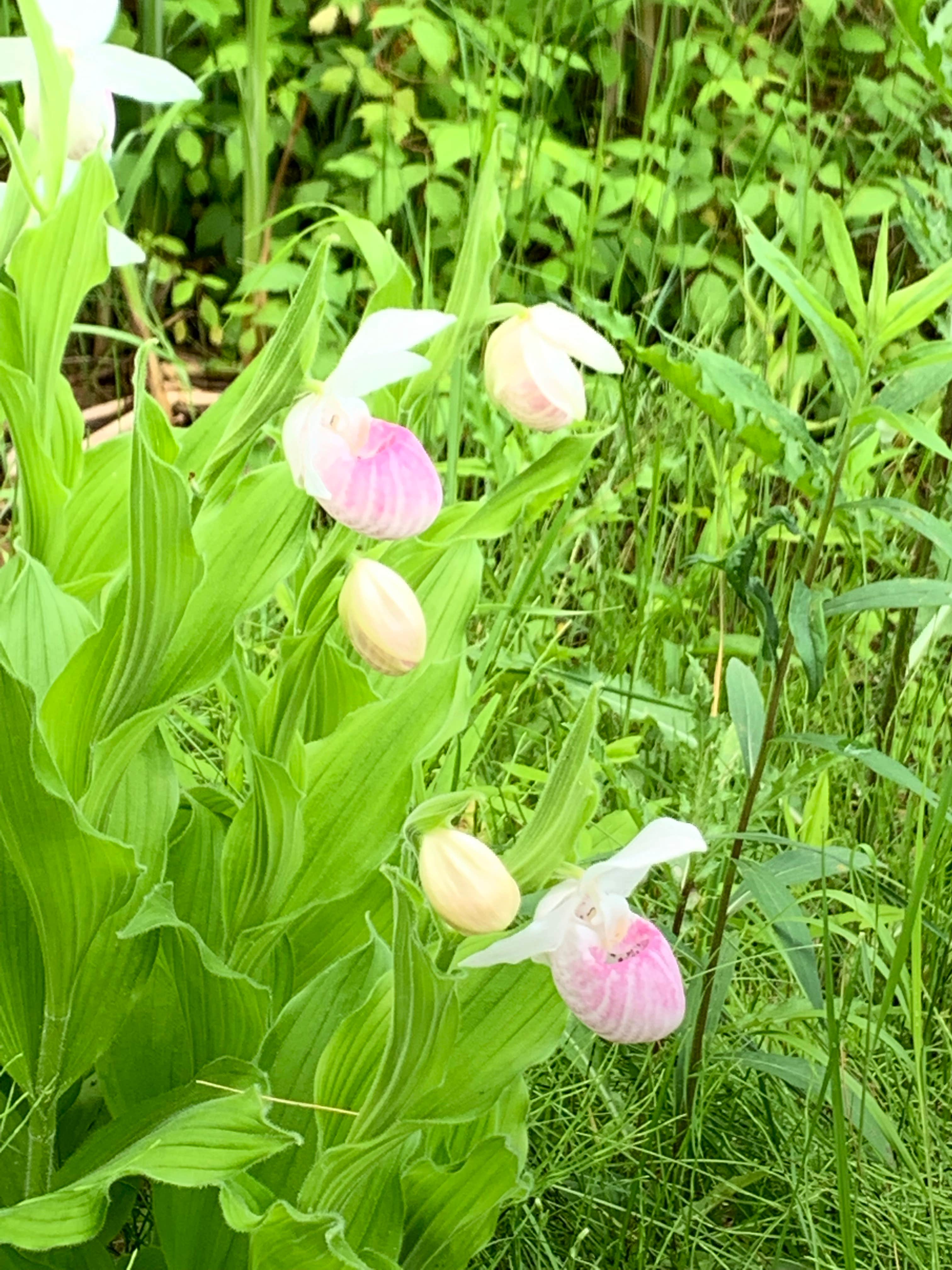 Pink lady slipper - MN State Flower