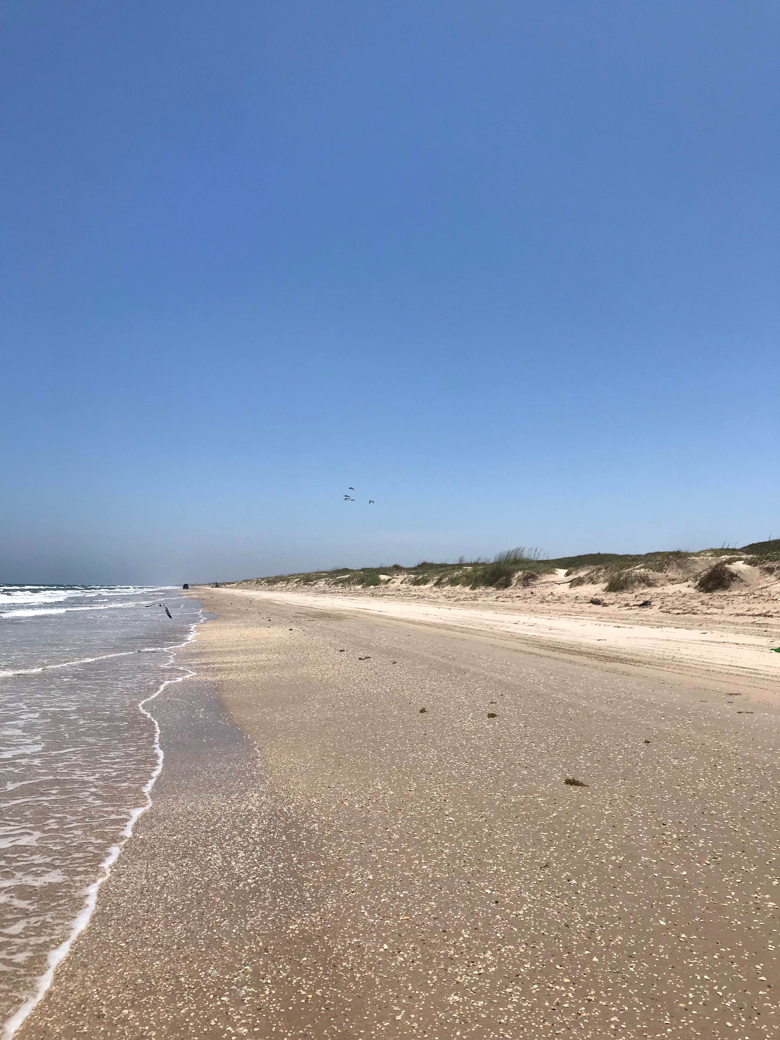 Camper submitted image from South Beach — Padre Island National Seashore - 5