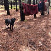 Review photo of CCC Bridge State Forest Campground by Kate K., July 7, 2019