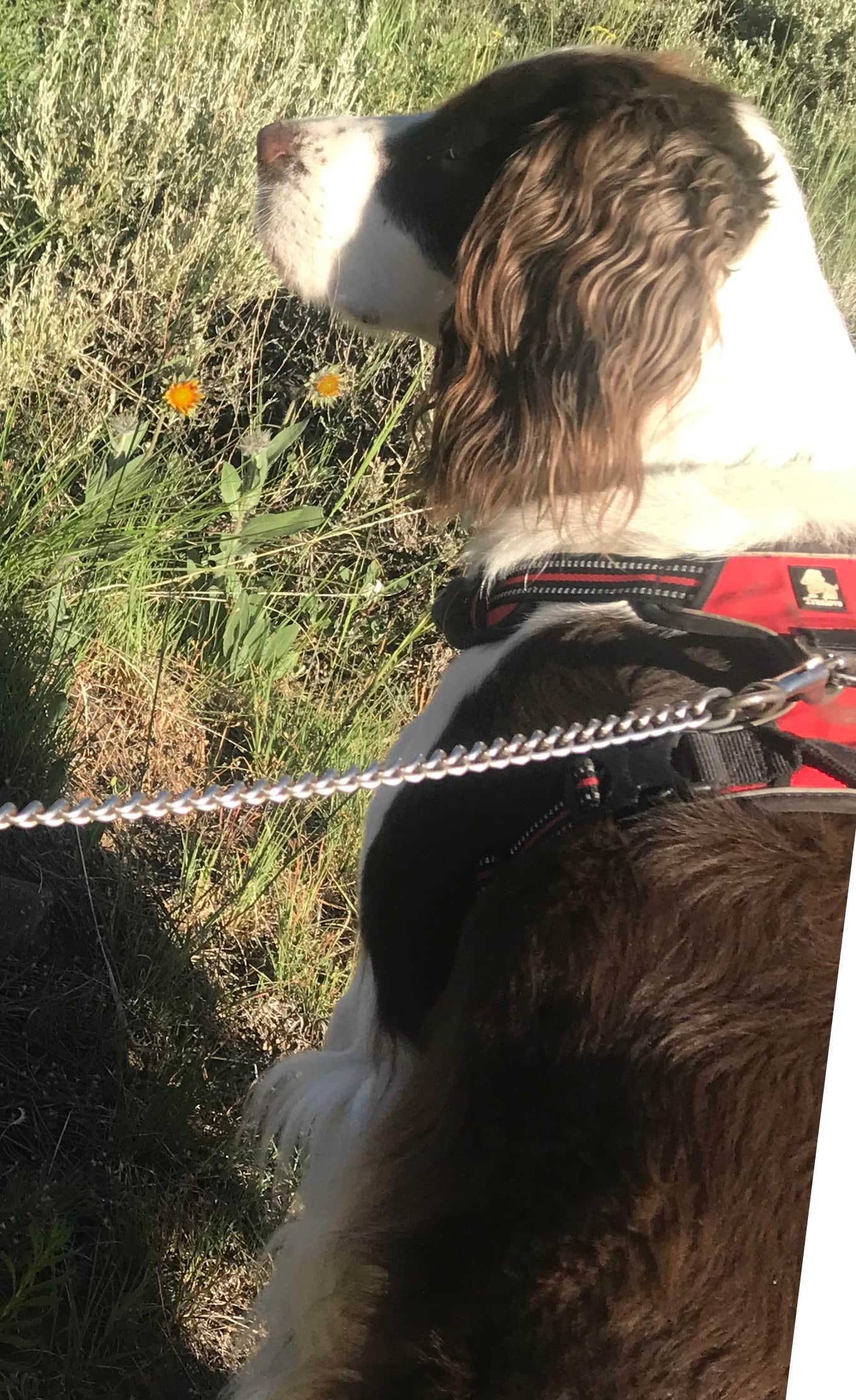 Joel R.'s photo of camping with pets at Estes Park Campground at Mary's Lake near Estes Park, CO