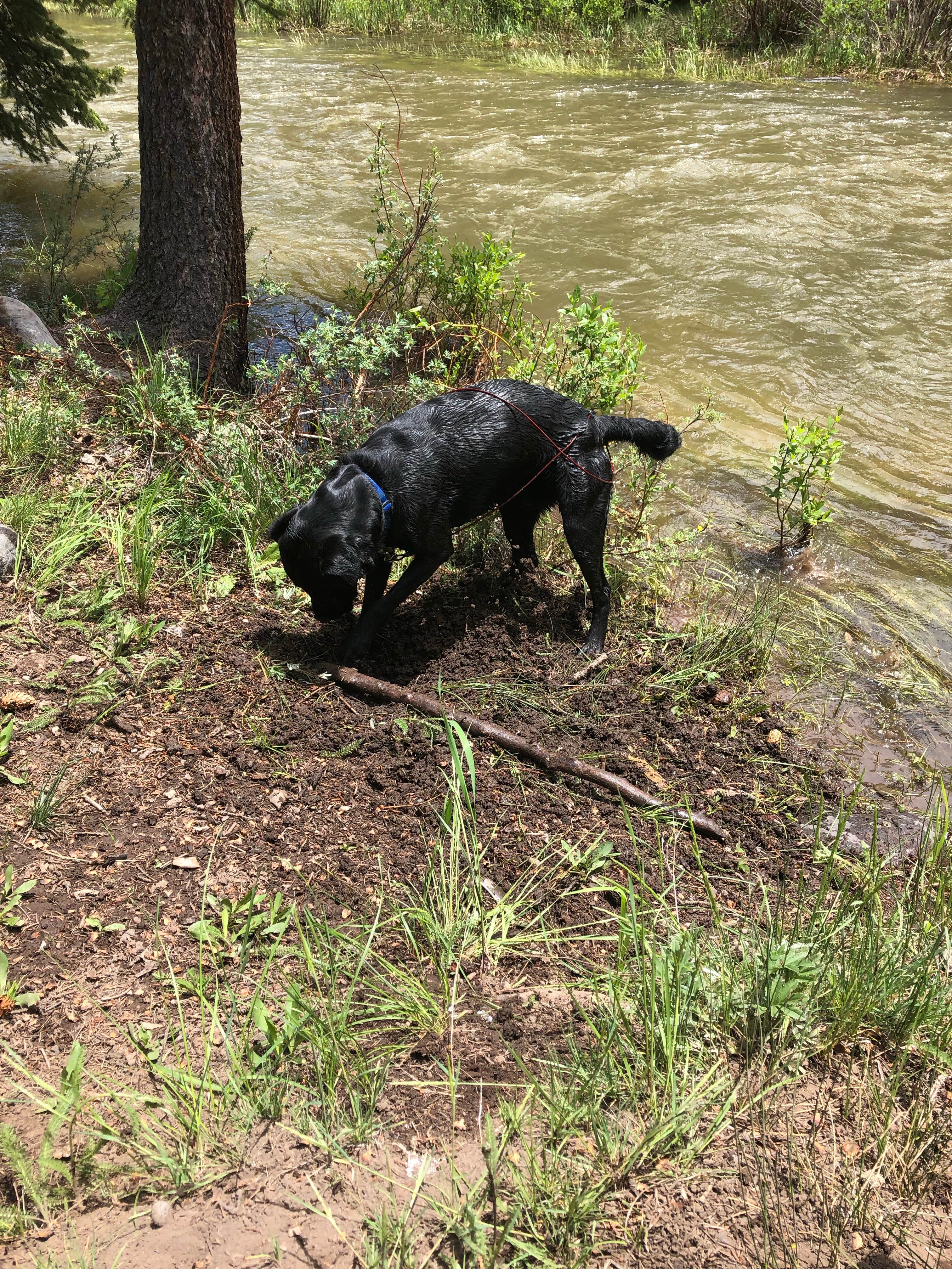 Camper submitted image from River Hill - 4