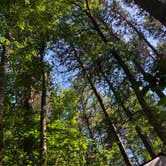 Review photo of Norway Beach - Chippewa Campground Loop by Allison  K., July 7, 2019