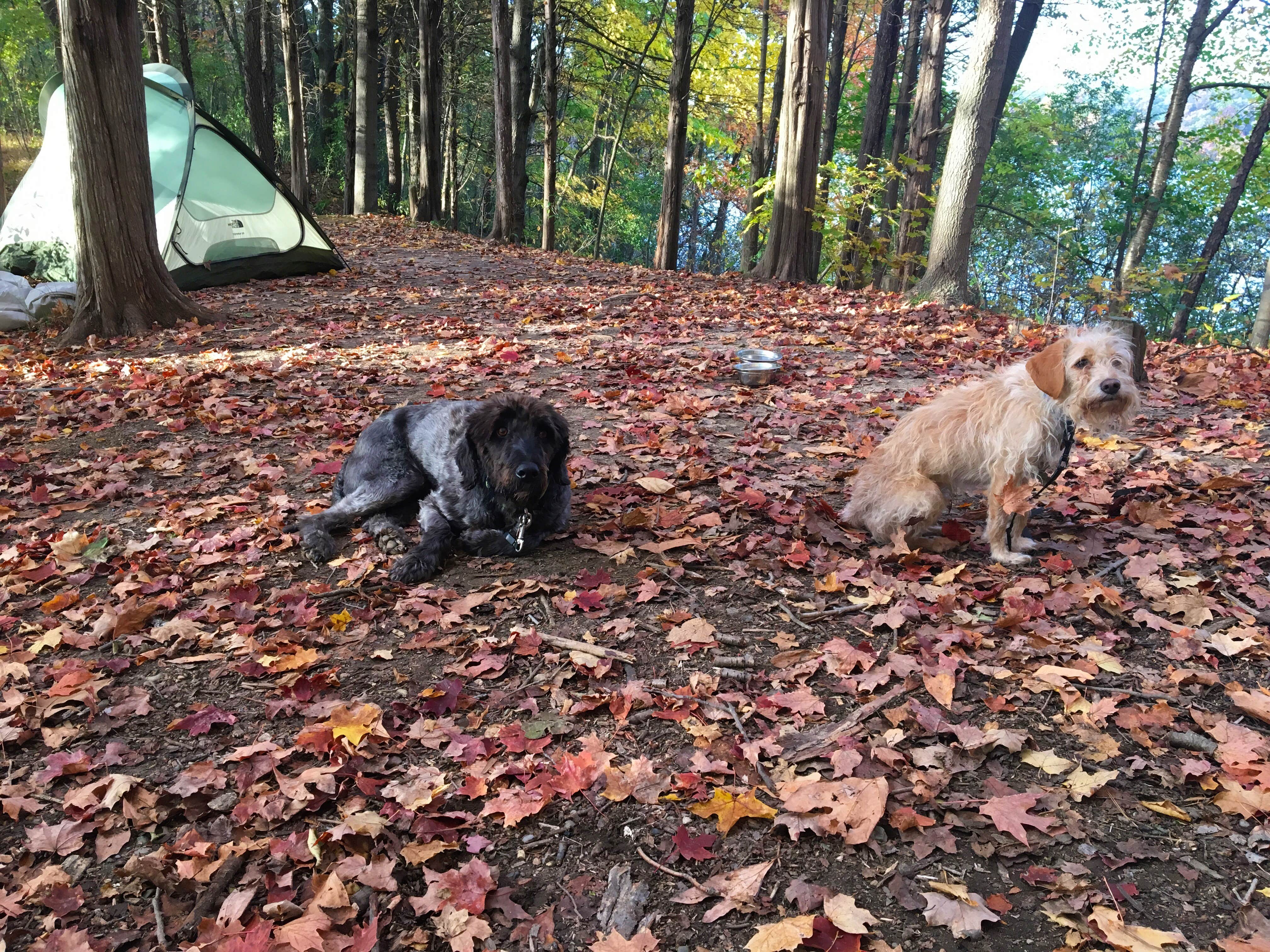 Kate K.'s photo of camping with pets at Blind Lake Rustic Campground — Pinckney Recreation Area near New Boston, MI