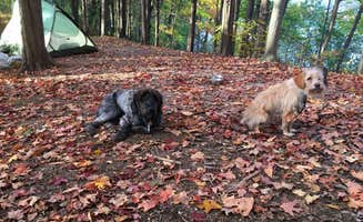 Kate K.'s photo of camping with pets at Blind Lake Rustic Campground — Pinckney Recreation Area near Okemos, MI