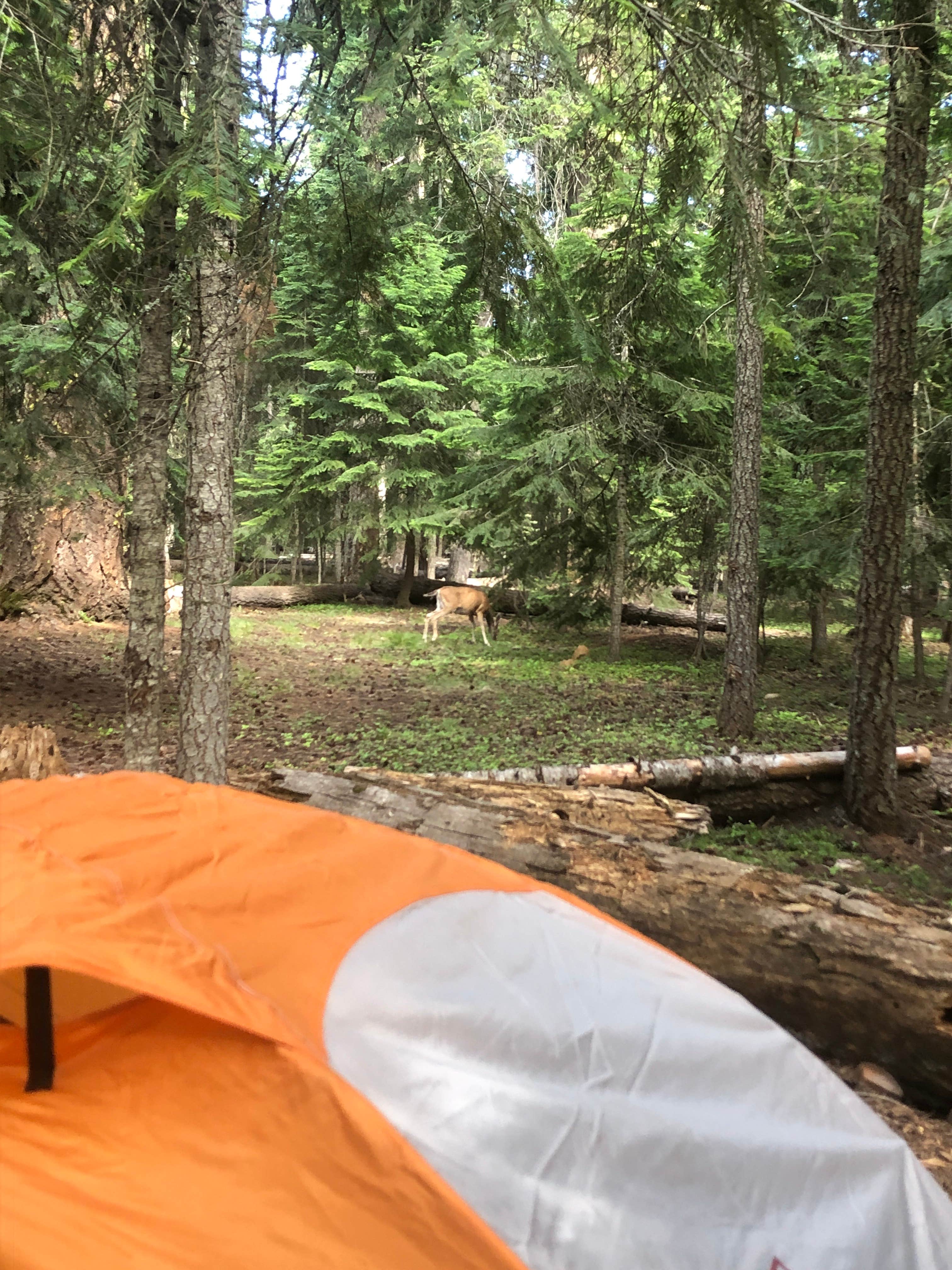 Tracy C.'s photo at Sunset Campground near Chiloquin, OR