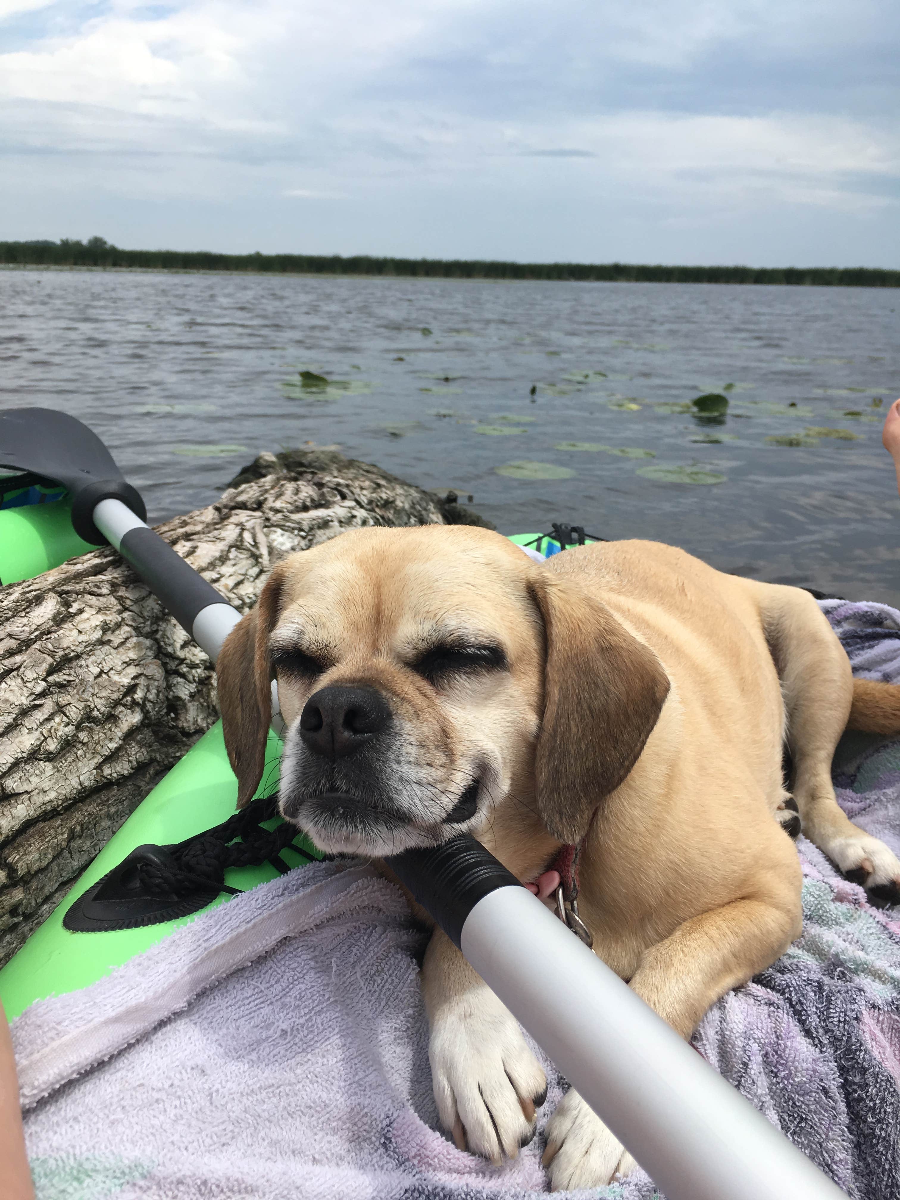 Erin S.'s photo of camping with pets at Honeysuckle Hollow — Chain O' Lakes State Park near Fontana-on-Geneva Lake, WI
