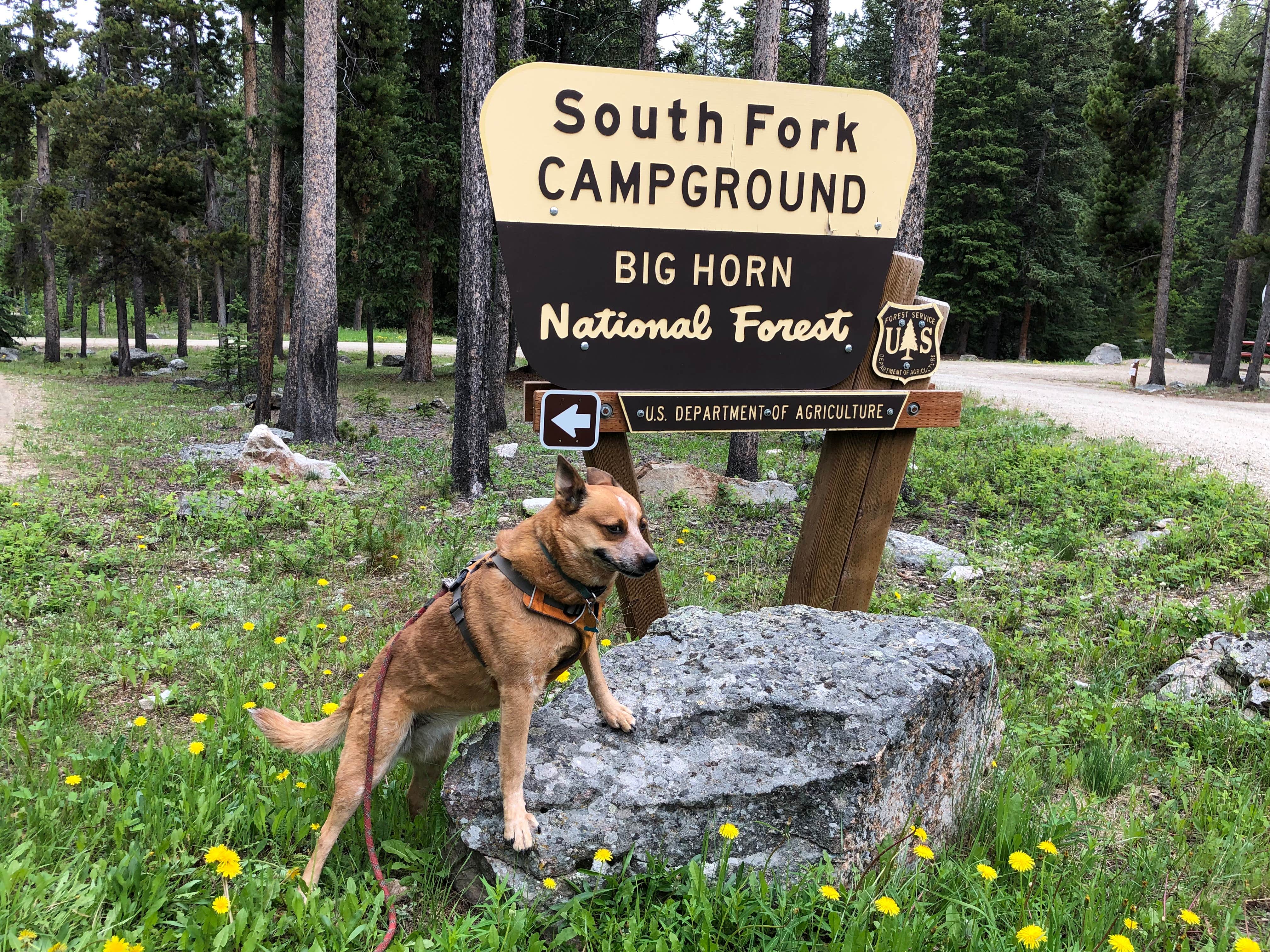 Art S.'s photo of camping with pets at South Fork (wyoming) near Buffalo, WY