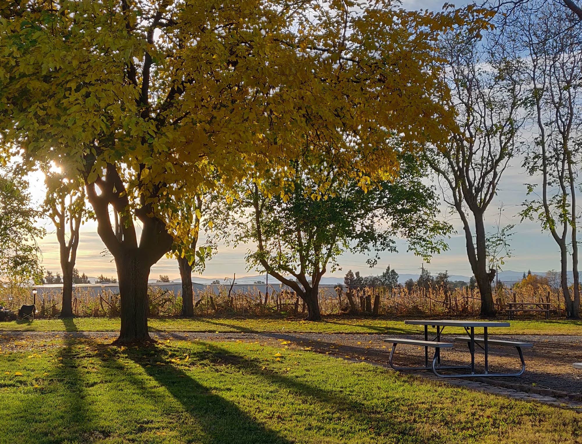Camper-submitted photo at The Parkway RV Resort & Campground near Chico, CA