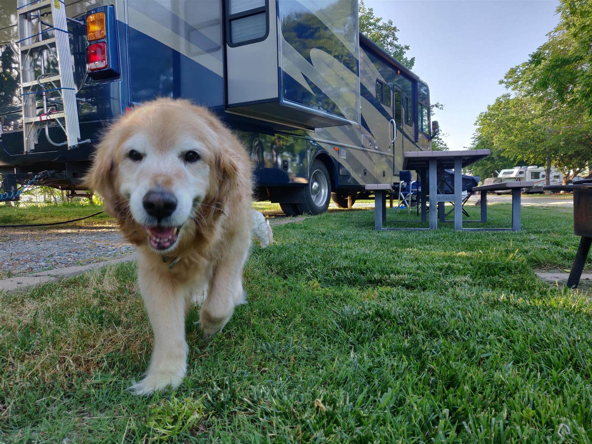 The Dyrt's photo of camping with pets at The Parkway RV Resort & Campground near Red Bluff, CA