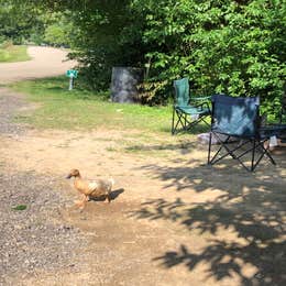 Lake Shelby Campground