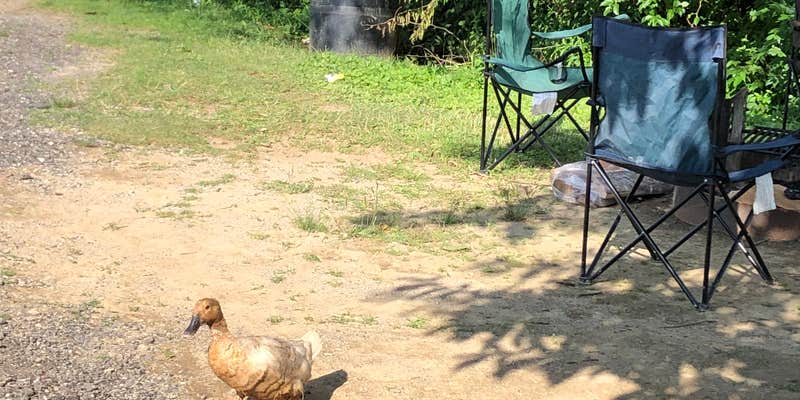 Camper submitted image from Lake Shelby Campground