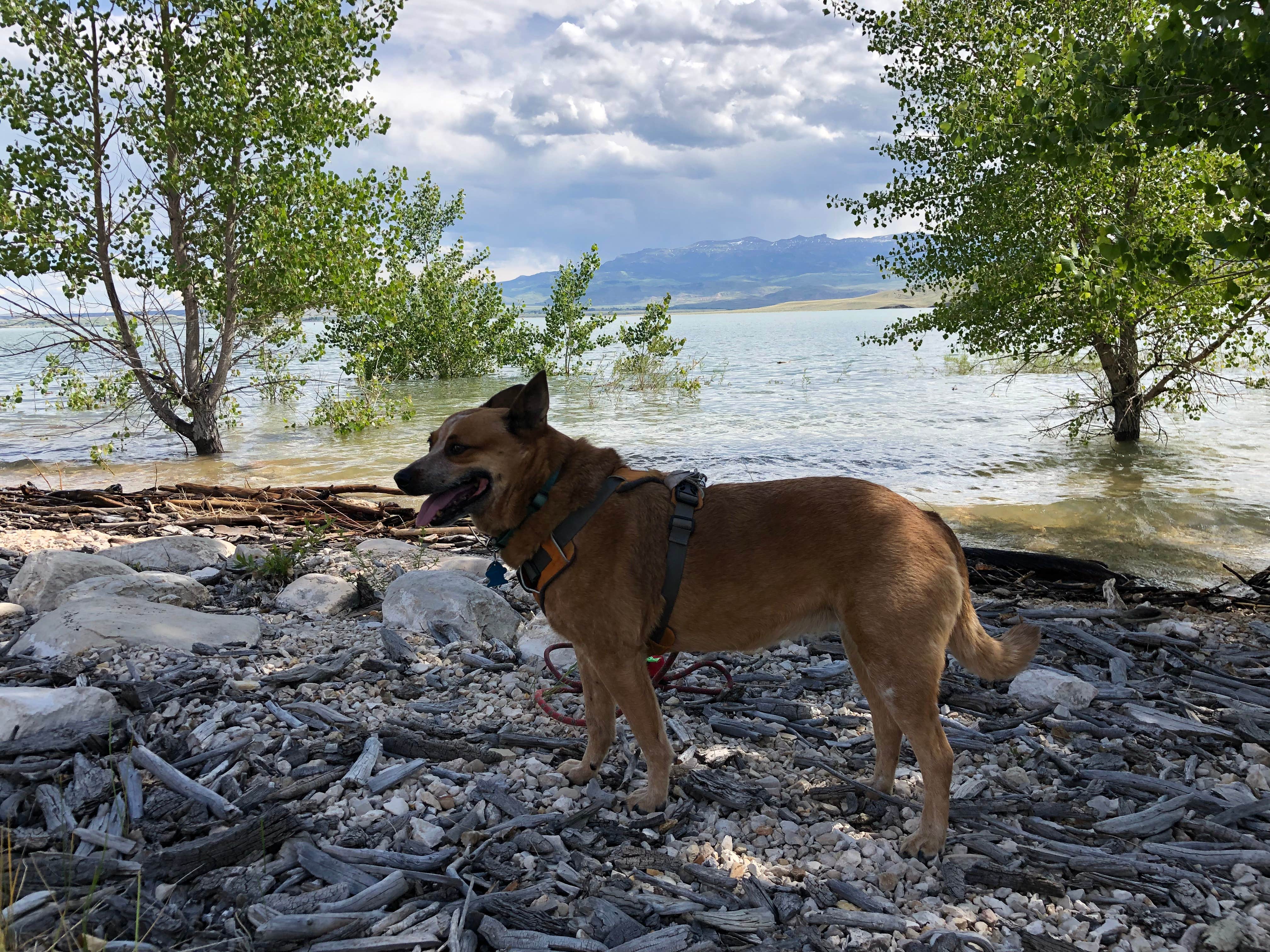 Camper submitted image from North Fork Campground — Buffalo Bill State Park - 1