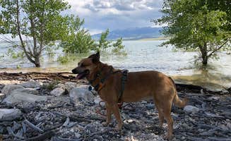 Art S.'s photo of camping with pets at North Fork Campground — Buffalo Bill State Park near Frannie, WY