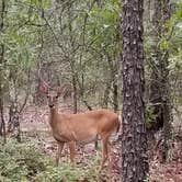 Review photo of Sesquicentennial State Park Campground by Ruth J., July 8, 2019