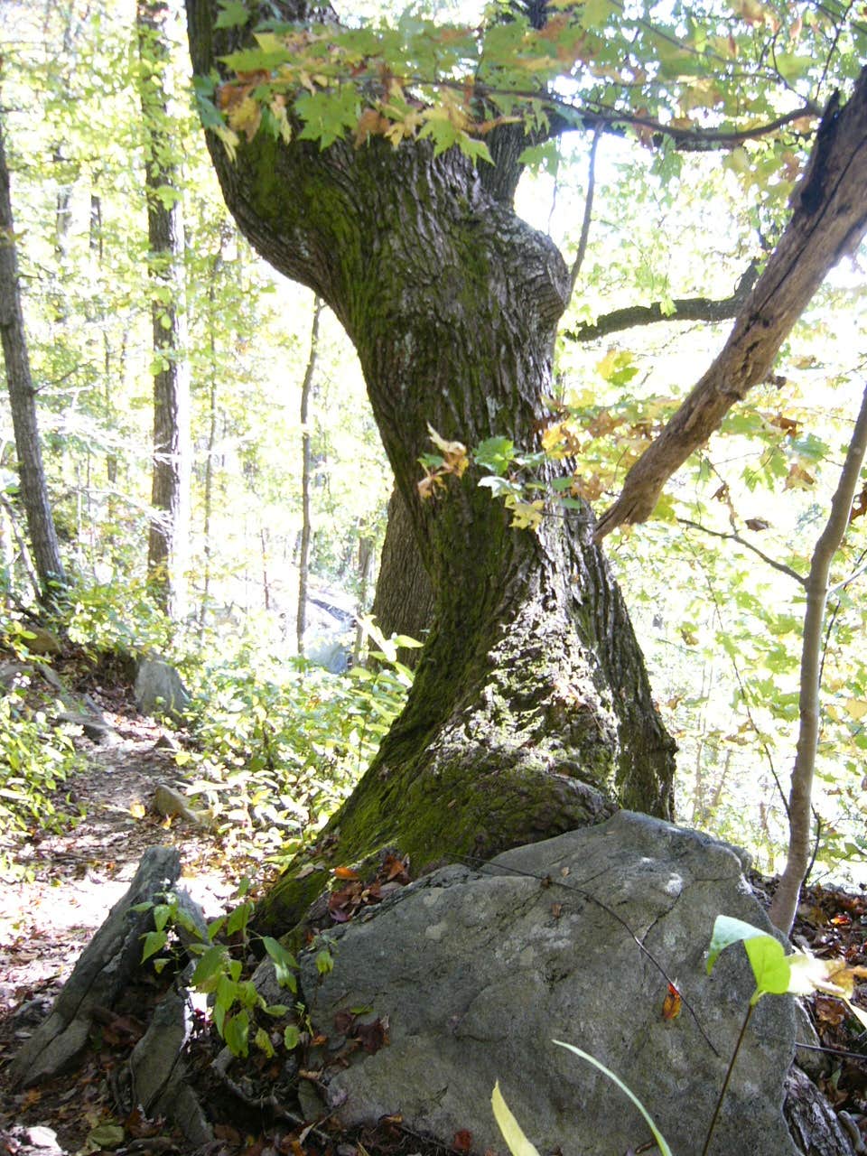Camper submitted image from Jones Gap State Park Campground - 1
