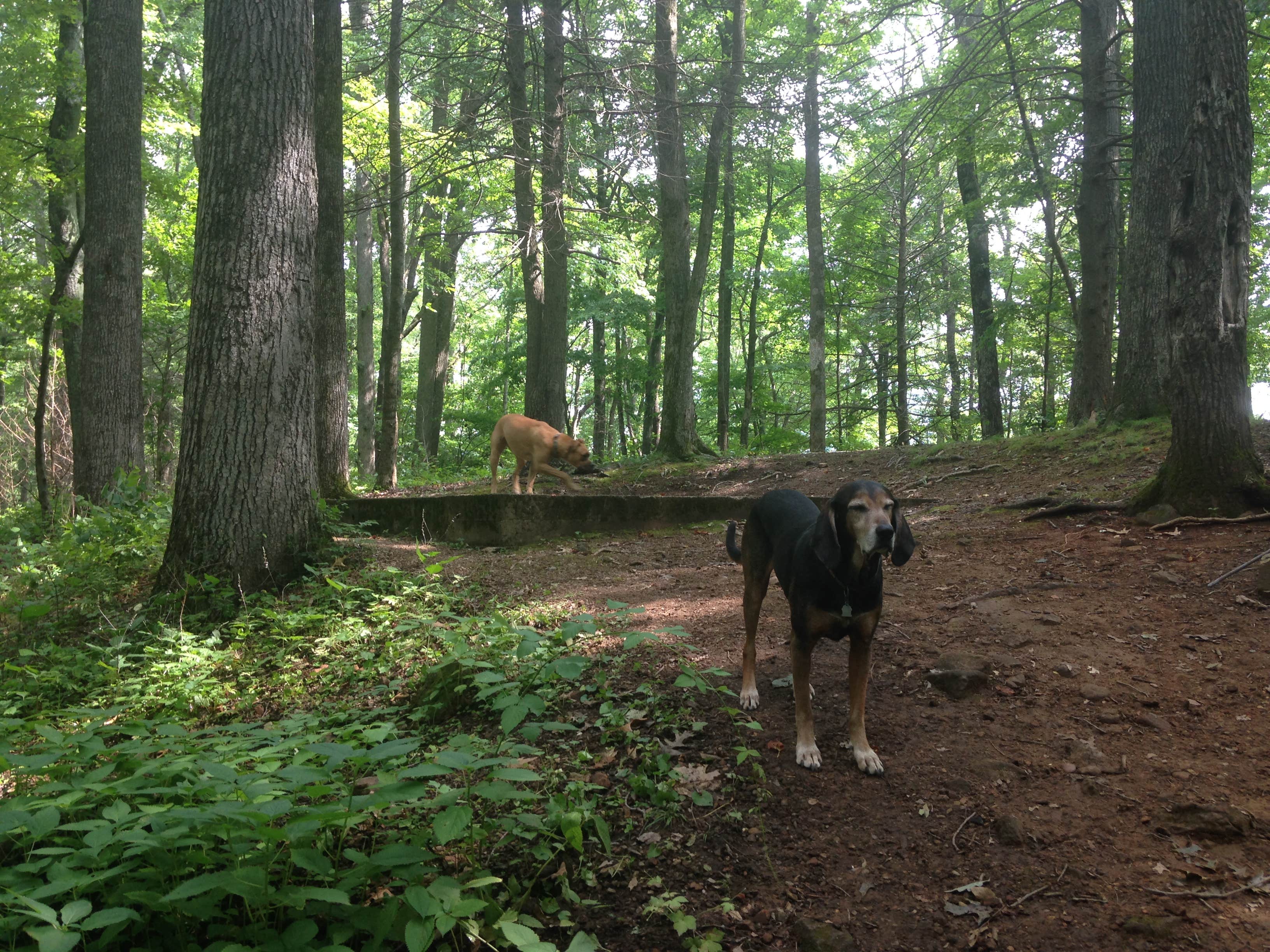 Fain H.'s photo of camping with pets at Cardens Bluff Campground near Bristol, VA