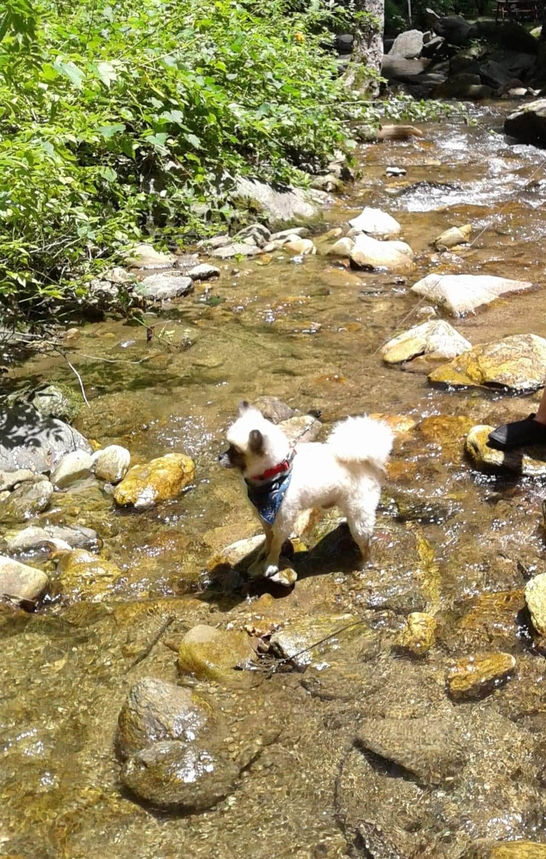 Camper-submitted photo at Creekside Mountain Camping near Swannanoa, NC