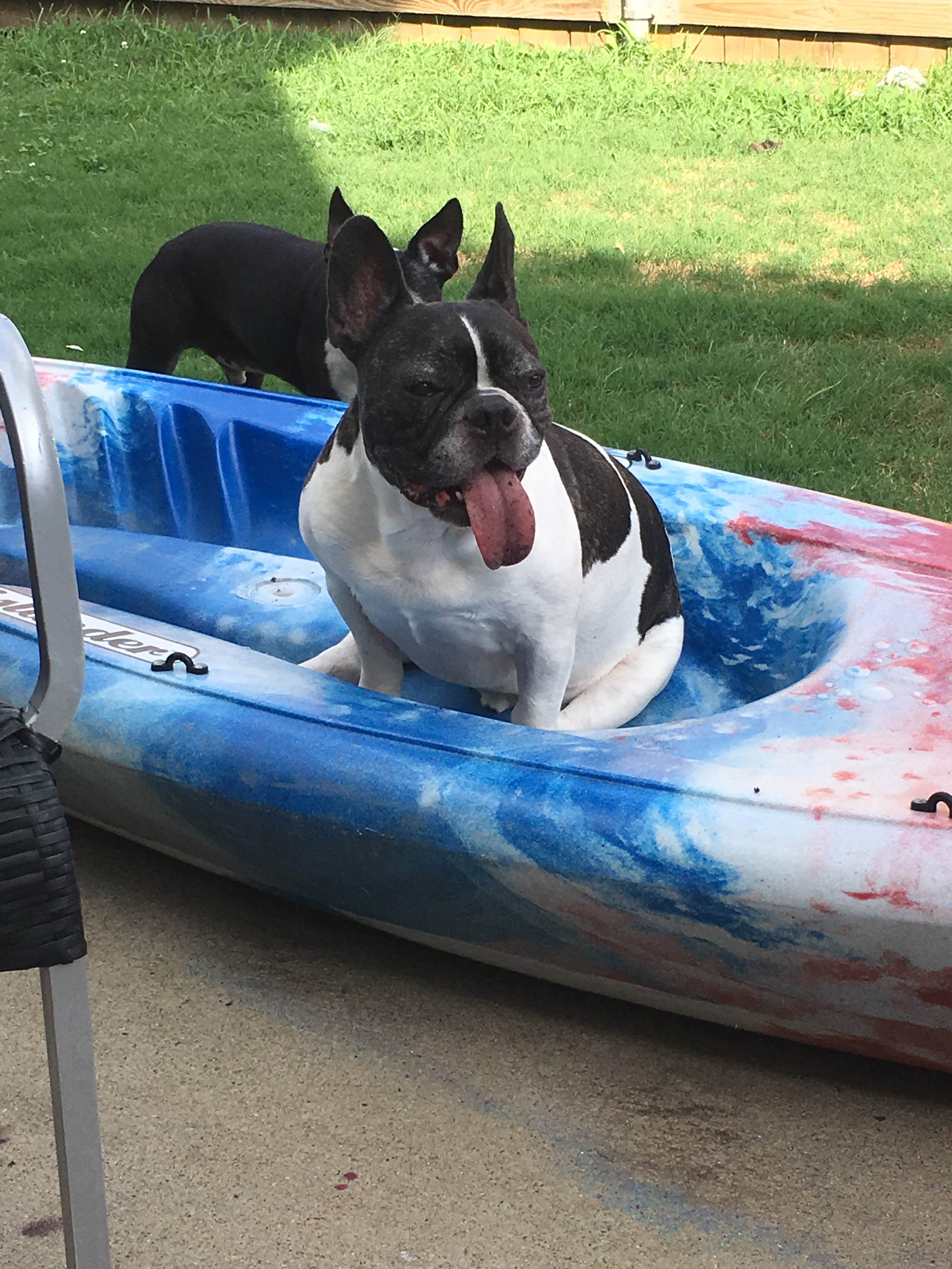Erin R.'s photo of camping with pets at Pennyrile Forest State Resort Park near Madisonville, KY