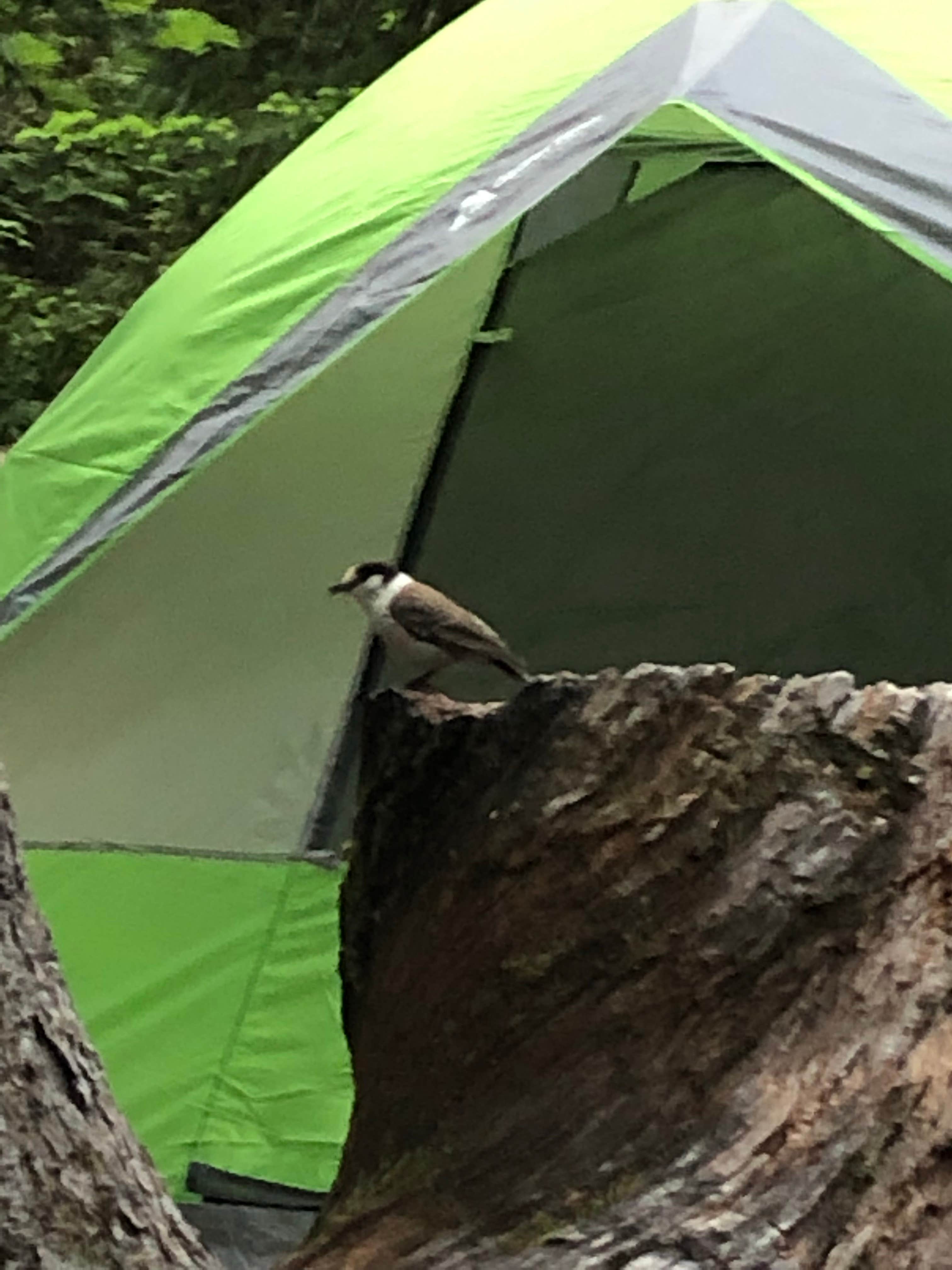 David W.'s photo at Cougar Rock Campground — Mount Rainier National Park near Randle, WA