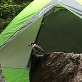 Review photo of Cougar Rock Campground — Mount Rainier National Park by David W., July 9, 2019