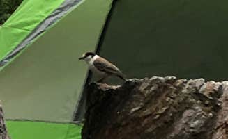 David W.'s photo at Cougar Rock Campground — Mount Rainier National Park near Ashford, WA