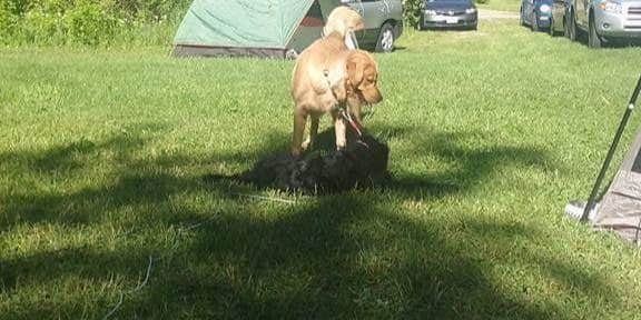 Camper submitted image from Timber Trail Campground