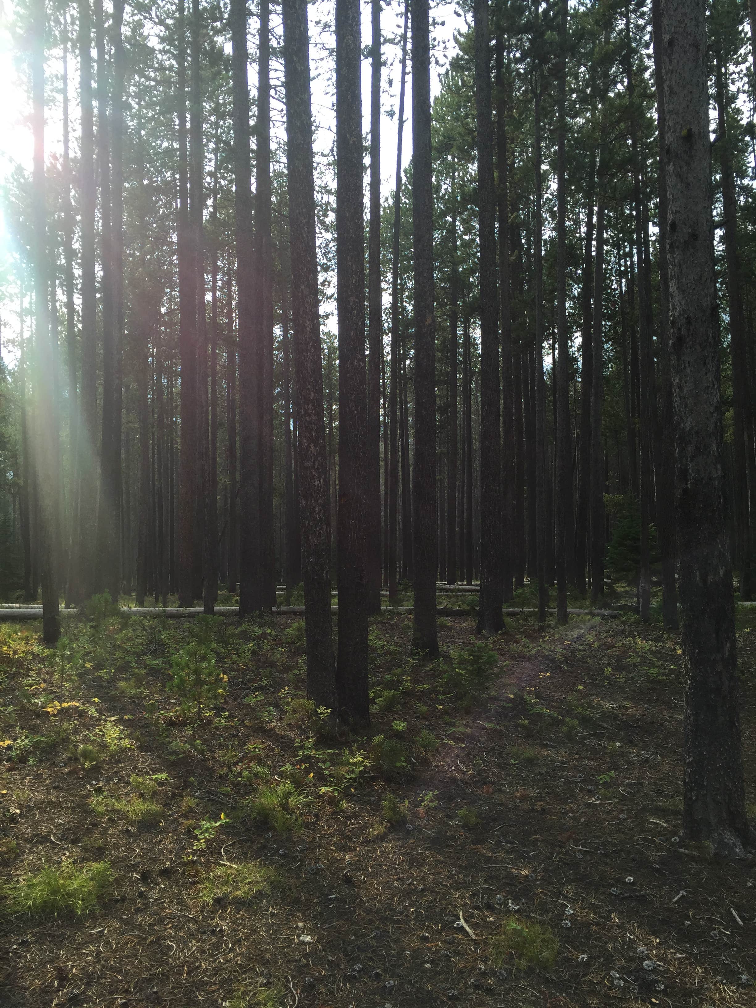 Nature