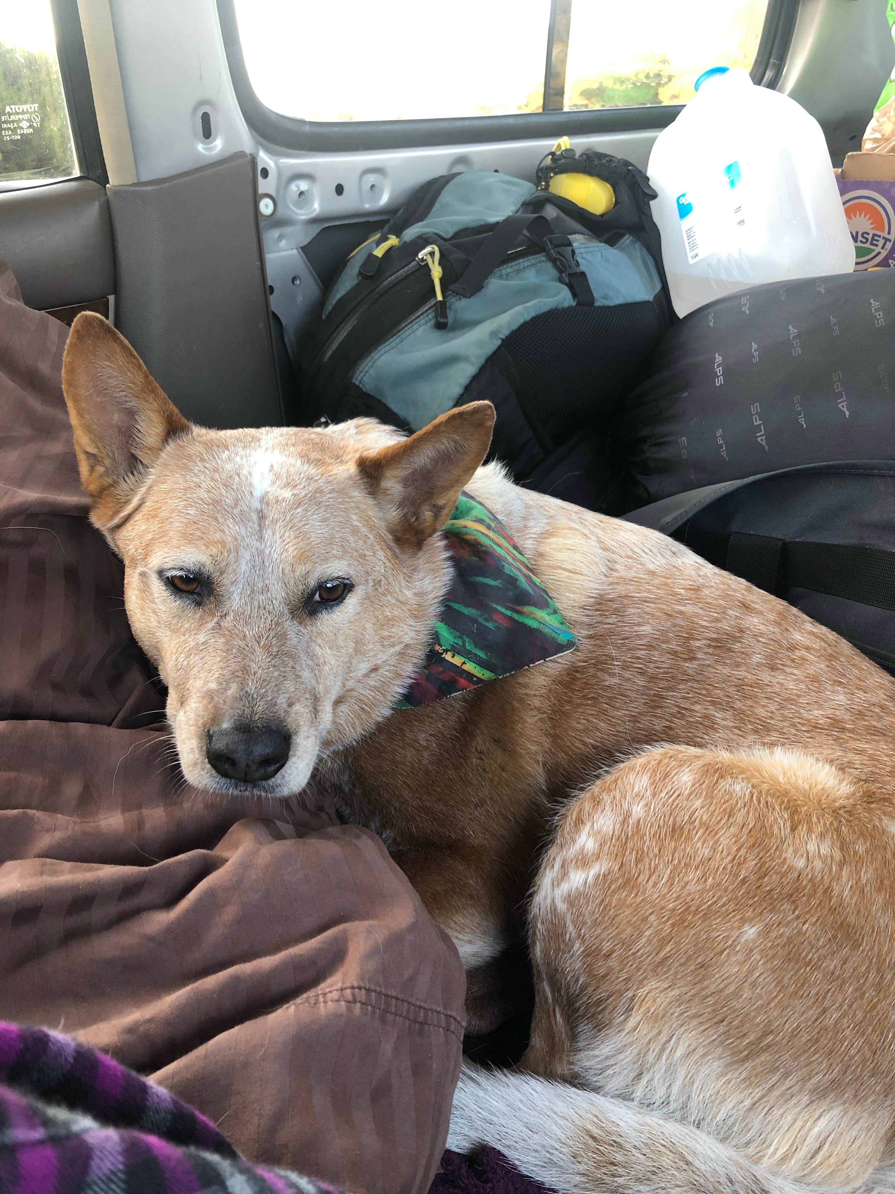 Amber B.'s photo of camping with pets at William M. Tugman State Park Campground near Coos Bay, OR