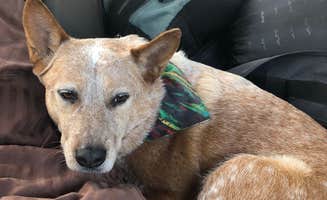 Amber B.'s photo of camping with pets at William M. Tugman State Park Campground near Siuslaw National Forest