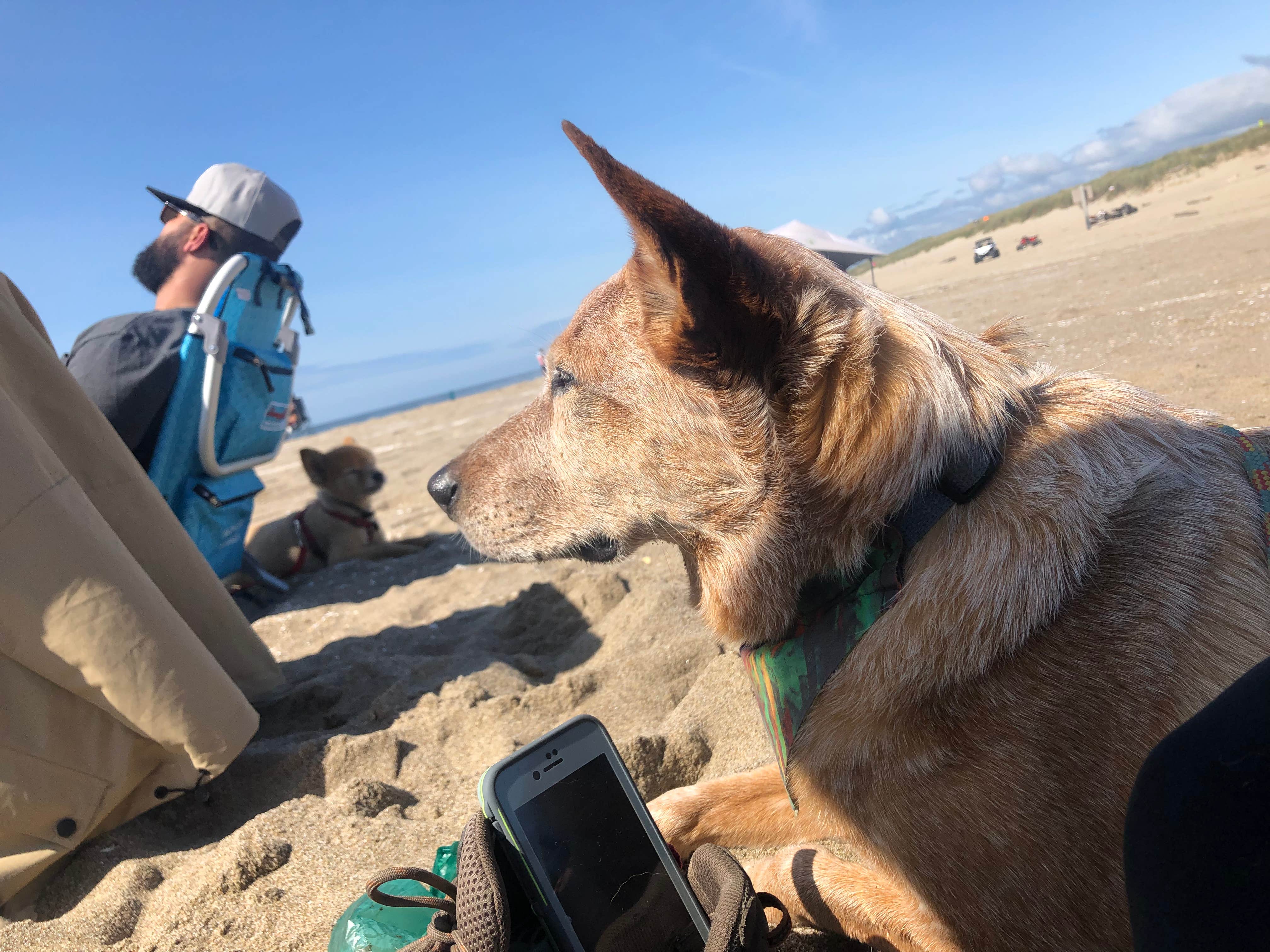 Amber B.'s photo of camping with pets at Jessie M. Honeyman Memorial State Park Campground near Florence, OR