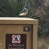 Review photo of Chisos Basin Campground (Big Bend, Tx) — Big Bend National Park by Val W., July 9, 2019